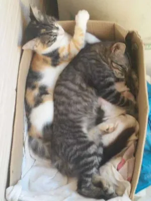 Gato raça mestiço idade 2 a 6 meses nome Gatinhos 