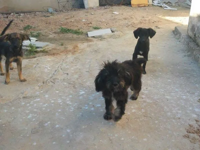 Cachorro raça mestiço idade 2 a 6 meses nome cachorrinhos