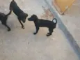 cachorrinhos