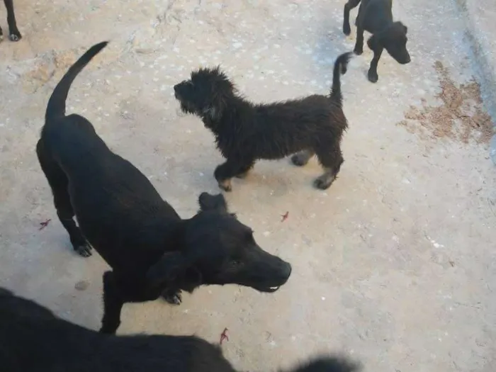 Cachorro raça mestiço idade 2 a 6 meses nome cachorrinhos