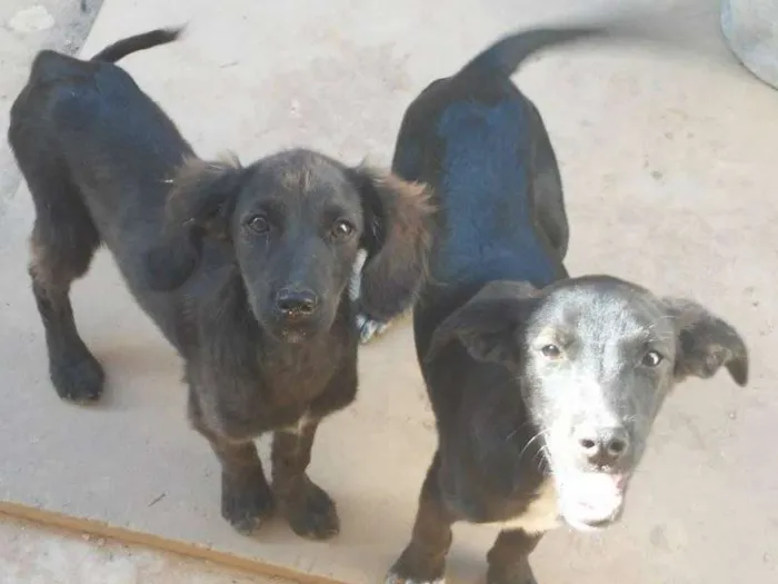 Cachorro raça mestiço idade 2 a 6 meses nome cachorrinhos