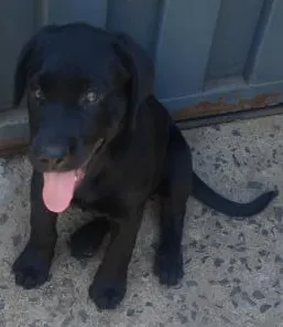 Cachorro ra a labrador idade 2 a 6 meses nome jade 