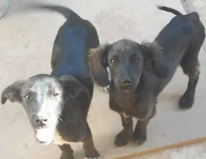 Cachorro raça mestiço idade 2 a 6 meses nome cachorrinhos