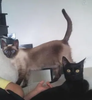 Gato raça duas siamesas e uma preta srd idade 2 anos nome nina,  kika e preta