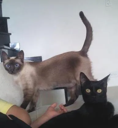 Gato ra a duas siamesas e uma preta srd idade 2 anos nome nina,  kika e preta