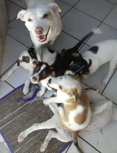 Cachorro ra a SRD idade 2 a 6 meses nome Vários