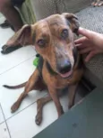 Brisa