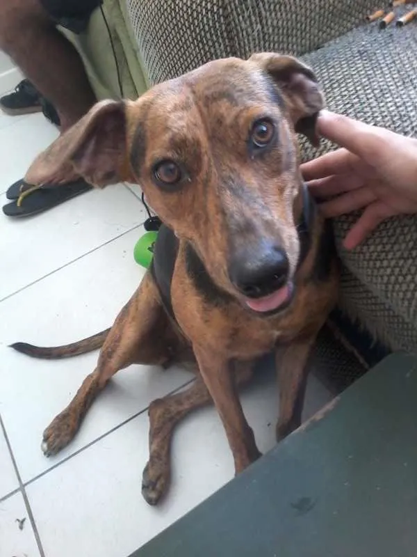 Cachorro ra a SRD idade 1 ano nome Brisa