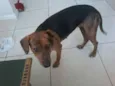 Brisa