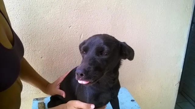 Cachorro ra a vira lata idade 2 anos nome Megie