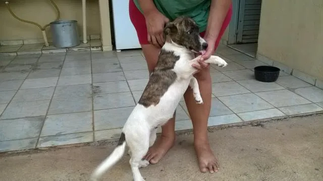 Cachorro ra a vira lata idade 7 a 11 meses nome Lua