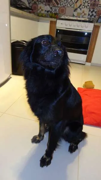 Cachorro ra a SRD idade 2 anos nome Morena
