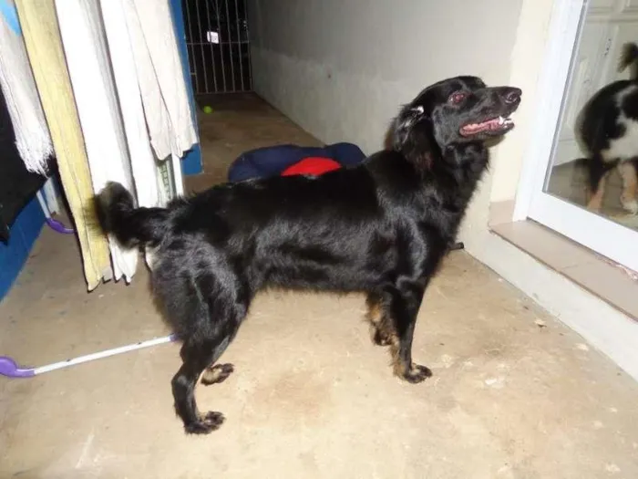 Cachorro ra a SRD idade 2 anos nome Morena