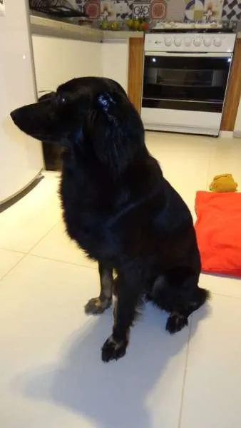Cachorro ra a SRD idade 2 anos nome Morena