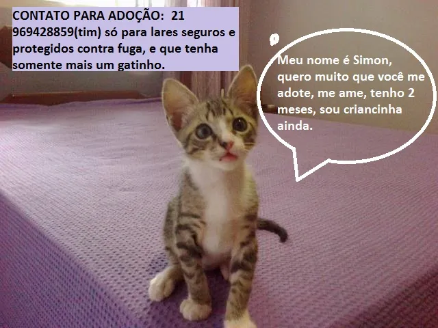 Gato raça SRD idade 2 a 6 meses nome Simon