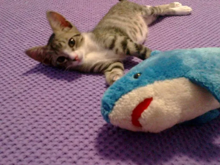 Gato raça SRD idade 2 a 6 meses nome Simon