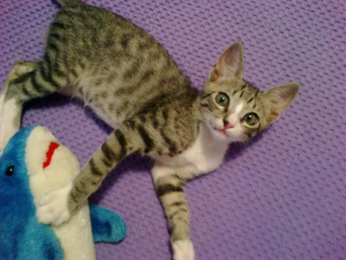 Gato raça SRD idade 2 a 6 meses nome Simon