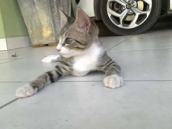 Gato raça SRD idade 2 a 6 meses nome Simon