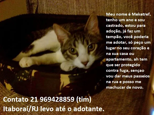 Gato raça SRD idade 1 ano nome Meketref