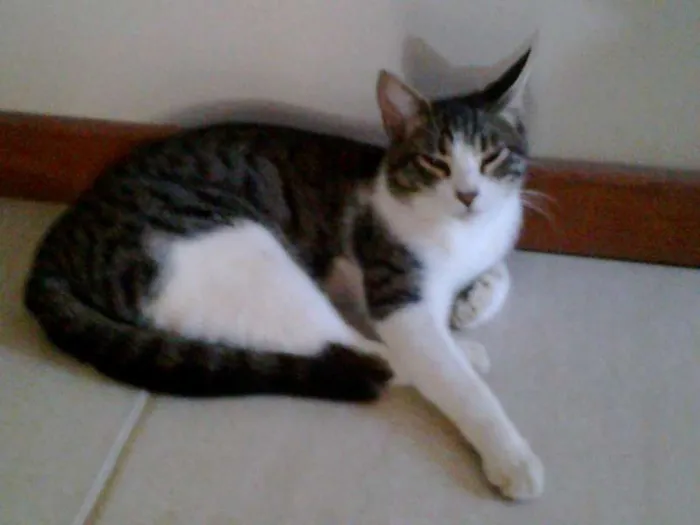 Gato raça SRD idade 1 ano nome Meketref