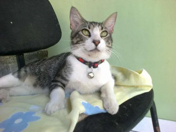 Gato raça SRD idade 1 ano nome Meketref
