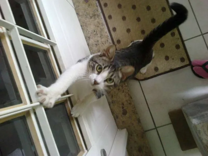 Gato raça SRD idade 1 ano nome Meketref