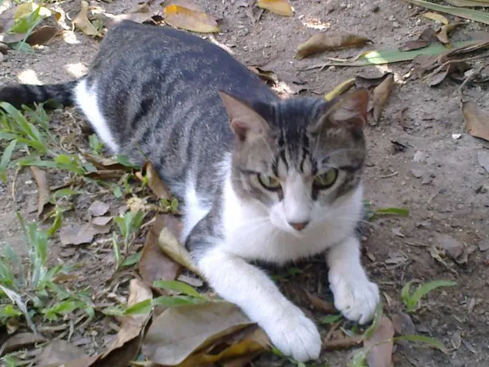 Gato raça SRD idade 1 ano nome Meketref