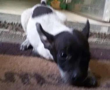 Cachorro ra a vira lata idade 2 a 6 meses nome Nina
