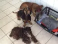 Lila, Woody, Limda