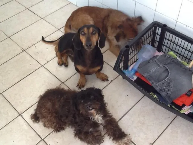 Cachorro raça Bira latas e dashund idade 6 ou mais anos nome Lila, Woody, Limda