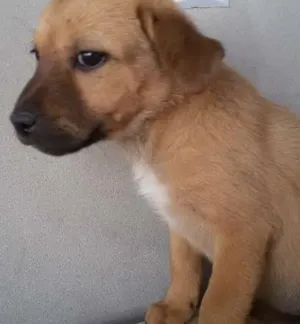 Cachorro raça vira lata idade 2 a 6 meses nome Mel
