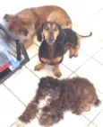 Lila, Woody, Limda