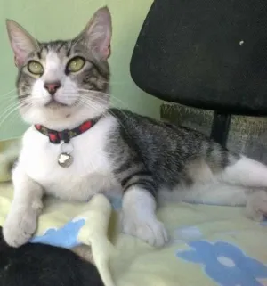 Gato raça SRD idade 1 ano nome Meketref