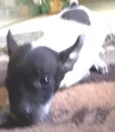 Nina