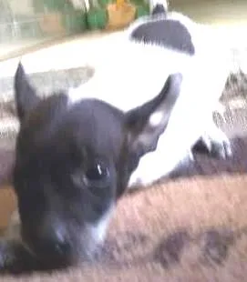 Cachorro raça vira lata idade 2 a 6 meses nome Nina