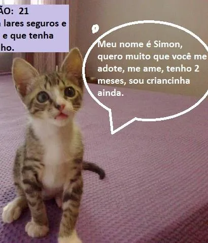 Gato raça SRD idade 2 a 6 meses nome Simon