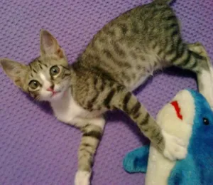 Gato raça SRD idade 2 a 6 meses nome Simon