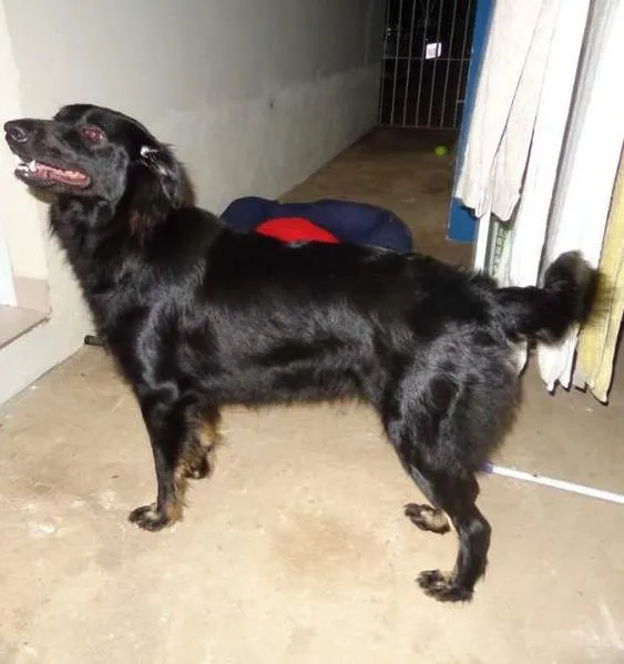 Cachorro ra a SRD idade 2 anos nome Morena