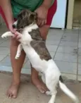 Lua