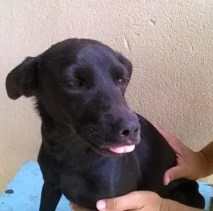 Cachorro ra a vira lata idade 2 anos nome Megie