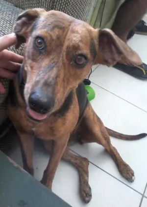 Cachorro raça SRD idade 1 ano nome Brisa
