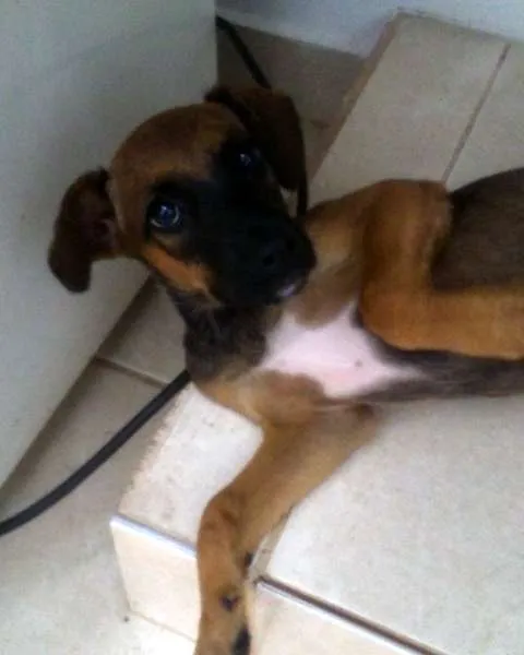 Cachorro ra a SRD idade 2 a 6 meses nome Sem Nome