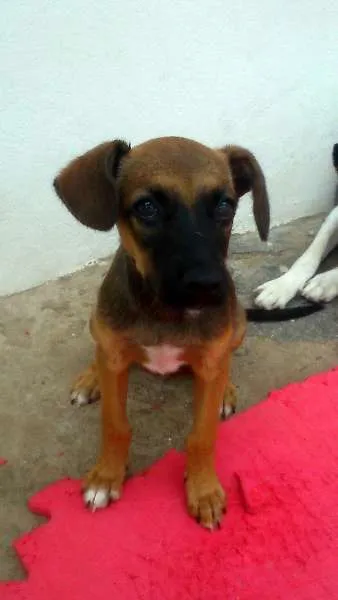 Cachorro ra a SRD idade 2 a 6 meses nome Sem Nome