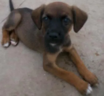 Cachorro ra a SRD idade 2 a 6 meses nome Sem Nome