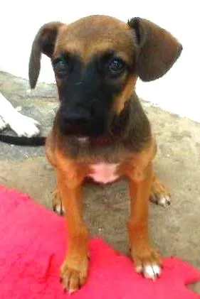 Cachorro raça SRD idade 2 a 6 meses nome Sem Nome
