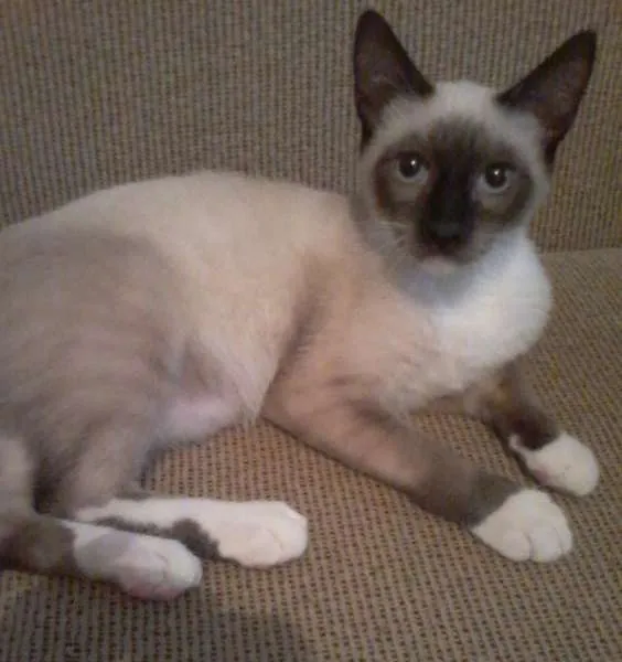 Gato ra a Siamês idade 2 a 6 meses nome Willy