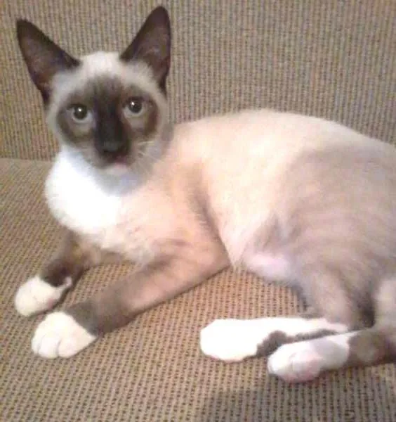 Gato ra a Siamês idade 2 a 6 meses nome Willy