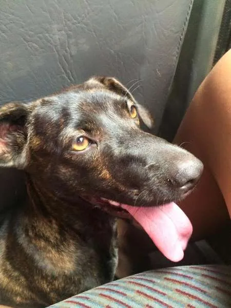 Cachorro raça SRD idade 7 a 11 meses nome Kyra