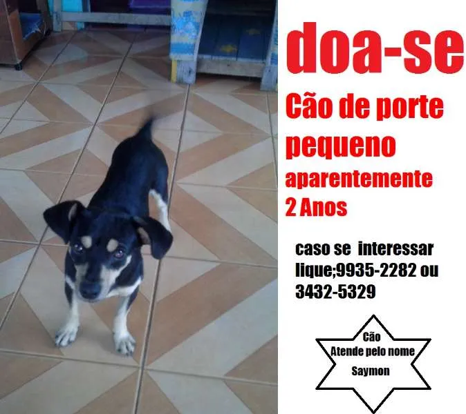 Cachorro ra a  idade 2 anos nome saimon