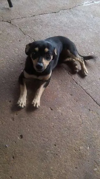 Cachorro ra a  idade 2 anos nome saimon